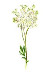 Meadowsweet or Spiraea ulmaria medical herb, plant. Hand drawn watercolor illustration isolated on white background