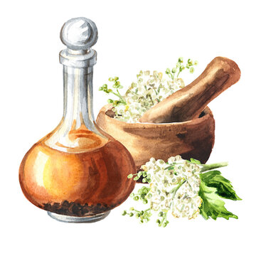 Meadowsweet or Spiraea ulmaria homemade tincture, medical herb, plant and flower.  Hand drawn watercolor  illustration, isolated on white background