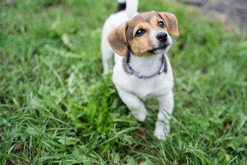 Close up portrait of an adorable little jack russel terrier puppy on a grass in a park, walk with home pets, new dog friend.