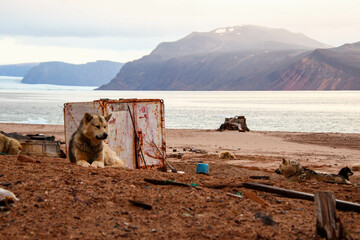 Dogs of Greenland