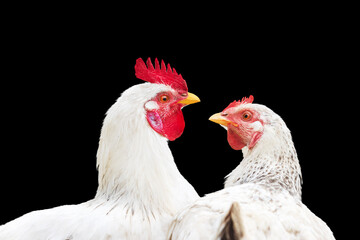 couple in love, rooster and hen isolated on black