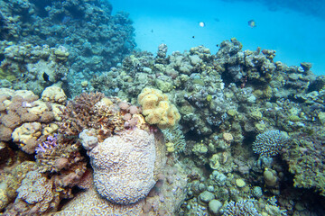 Naklejka na ściany i meble Colorful, picturesque coral reef at bottom of tropical sea, hard corals, underwater landscape