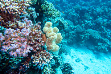 Colorful, picturesque coral reef at bottom of tropical sea, hard corals and yellow sarcophyton leather coral, underwater landscape