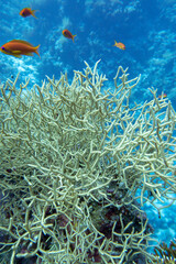 Stony coral Seriatopora hystrix above coral reef at bottom of tropical sea, fishes Anthias, underwater landscape