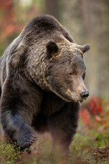 Big male bear approaching in the forest at fall, large claws