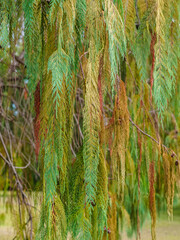 multi-colored branches of the cashmere cypress (Cupressus cashmeriana) close-up