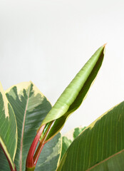 Closeup on leaf unfurling, new growth of Ficus elastica 'Tineke' variegated rubber tree houseplant with red sheath and green with cream pattern on leaves. Isolated on a white background, copyspace. 