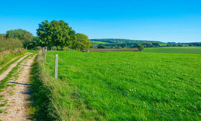 Fototapeta na wymiar Fields and trees in a green hilly grassy landscape under a blue sky in sunlight in autumn, Voeren, Limburg, Belgium, October, 2022