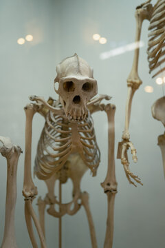 Saint Petersburg- circa august 2022: monkey skeleton in the Museum of Zoology of St. Petersburg
