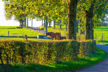 Horse in a green meadow under a blue sky at sunrise in autumn, Voeren, Limburg, Belgium, October, 2022