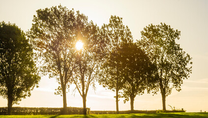 Obraz premium Fields and trees in a green hilly grassy landscape under a blue sky at sunrise in autumn, Voeren, Limburg, Belgium, October, 2022