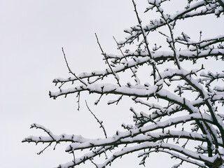 Fototapeta na wymiar A close-up shot of tree branches covered with snow