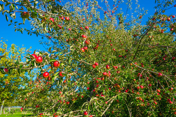 Apple trees in an orchard in a green grassy meadow in bright sunlight in autumn, Voeren, Limburg, Belgium, Voeren, Limburg, Belgium, October, 2022