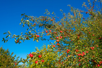 Apple trees in an orchard in a green grassy meadow in bright sunlight in autumn, Voeren, Limburg, Belgium, Voeren, Limburg, Belgium, October, 2022