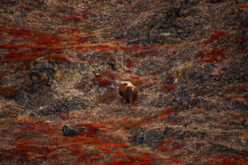 Musk ox © Travel_IR