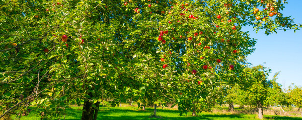 Apple trees in an orchard in a green grassy meadow in bright sunlight in autumn, Voeren, Limburg, Belgium, Voeren, Limburg, Belgium, October, 2022