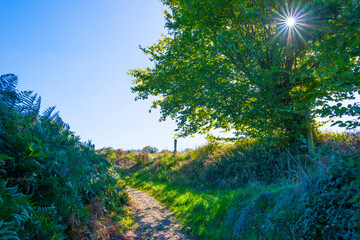 Fields and trees in a green hilly grassy landscape under a blue sky in sunlight in autumn, Voeren, Limburg, Belgium, October, 2022