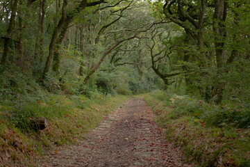Luxulyan Valley © Andy