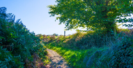 Fields and trees in a green hilly grassy landscape under a blue sky in sunlight in autumn, Voeren, Limburg, Belgium, October, 2022