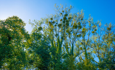 Fields and trees in a green hilly grassy landscape under a blue sky in sunlight in autumn, Voeren, Limburg, Belgium, October, 2022