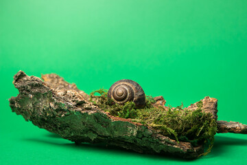Snail on the bark of a tree on a green background. Miniature piece of wildlife