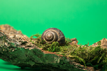 Snail on the bark of a tree on a green background. Miniature piece of wildlife