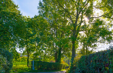 Obraz premium Fields and trees in a green hilly grassy landscape under a blue sky in sunlight in autumn, Voeren, Limburg, Belgium, October, 2022