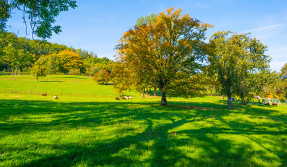Obraz na płótnie Canvas Fields and trees in a green hilly grassy landscape under a blue sky in sunlight in autumn, Voeren, Limburg, Belgium, October, 2022