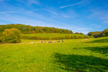 Fototapeta premium Fields and trees in a green hilly grassy landscape under a blue sky in sunlight in autumn, Voeren, Limburg, Belgium, October, 2022