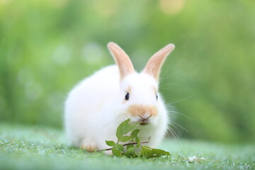 Cute little rabbit on green grass with natural bokeh as background during spring. Young adorable bunny playing in garden. Lovrely pet at park