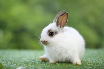 Cute little rabbit on green grass with natural bokeh as background during spring. Young adorable bunny playing in garden. Lovrely pet at park