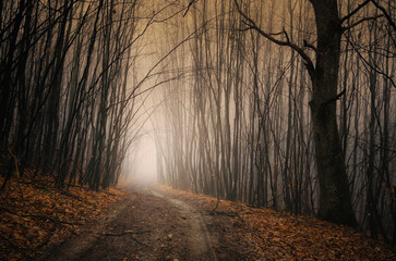 forest road in mist, autumn landscape