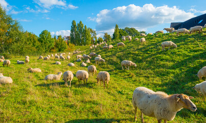 Obraz premium Sheep grazing in a green grassy meadow on a dike in bright sunlight under a blue cloudy sky in autumn, Roermond, Limburg, Netherlands, October, 2022