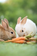 Cute little rabbit on green grass with natural bokeh as background during spring. Young adorable bunny playing in garden. Lovely pet at park with baby carrot as food.