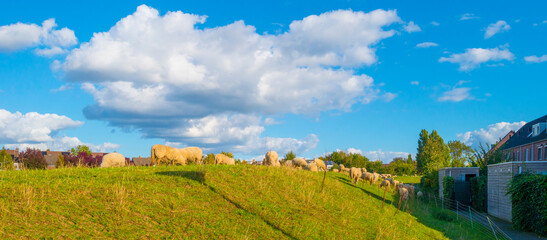 Sheep grazing in a green grassy meadow on a dike in bright sunlight under a blue cloudy sky in autumn, Roermond, Limburg, Netherlands, October, 2022