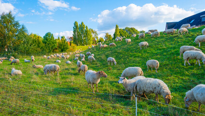 Sheep grazing in a green grassy meadow on a dike in bright sunlight under a blue cloudy sky in autumn, Roermond, Limburg, Netherlands, October, 2022