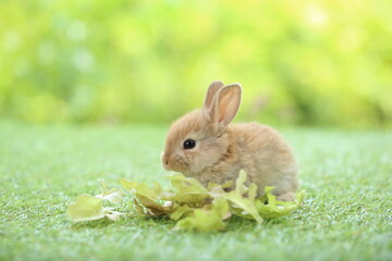 Cute little rabbit on green grass with natural bokeh as background during spring. Young adorable bunny playing in garden. Lovrely pet at park