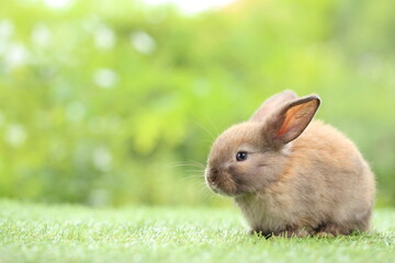 Cute little rabbit on green grass with natural bokeh as background during spring. Young adorable bunny playing in garden. Lovrely pet at park