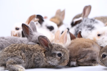 Cute little rabbit on white background during spring. Young adorable bunny playing and movement....