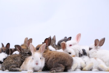 Cute little rabbit on white background during spring. Young adorable bunny playing and movement. Lovely pet with long ears for Easter.