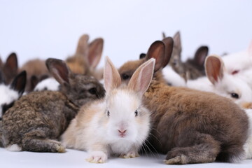 Naklejka premium Cute little rabbit on white background during spring. Young adorable bunny playing and movement. Lovely pet with long ears for Easter.