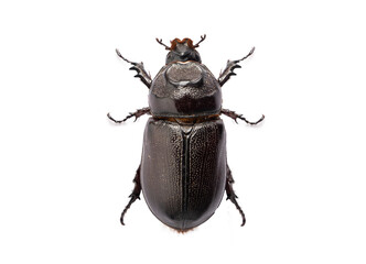 Beetle Oryctes rhinoceros isolated on white background with clipping path.