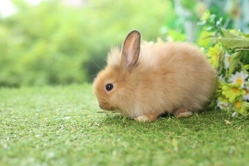 Cute little rabbit on green grass with nature.  Young adorable bunny playing in garden. Lovely pet at park