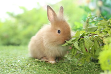 Fototapeta premium Cute little rabbit on green grass with natural bokeh as background during spring. Young adorable bunny playing in garden. Lovely pet at park