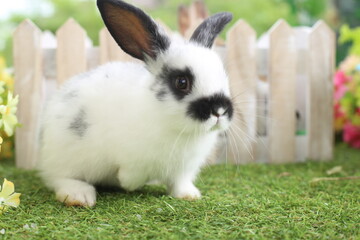 Cute little rabbit on green grass with natural bokeh as background during spring. Young adorable bunny playing in garden. Lovely pet at park