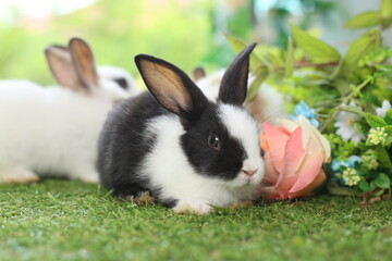 Cute little rabbit on green grass with natural. Young adorable bunny playing in garden. Lovely pet at park