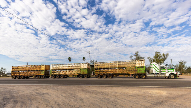 Road train transporting cows sur la Barkley highway, Australia