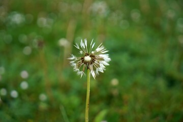 Closeup shot of a white common dandelion in a garden