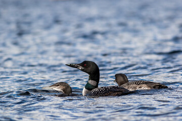 Common Loon, Gavia immer, with two juvenile loons in beautiful crystal clear Lake Millinocket, Maine, in early fall