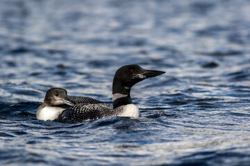 Common Loon, Gavia immer, with juvenile loon in beautiful crystal clear Lake Millinocket, Maine, in early fall
